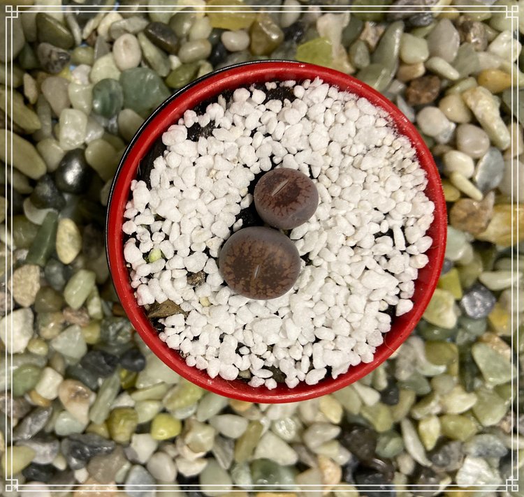 Lithops with pebble-like leaves