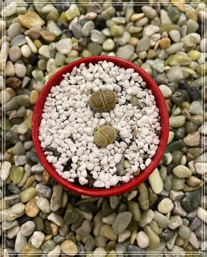 Lithops stone plant