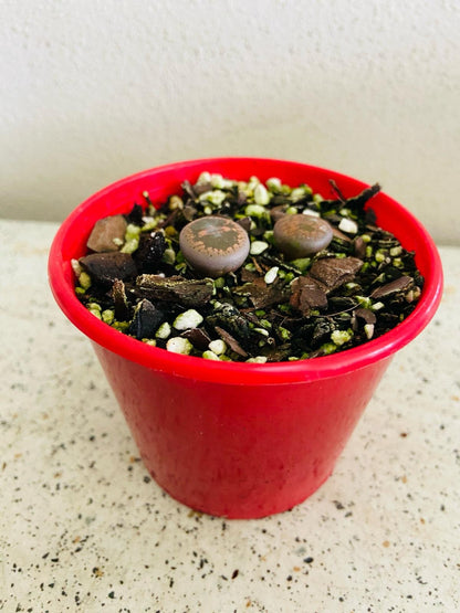 Close-up of a Lithops succulent