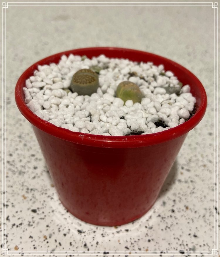 Lithops succulent leaves