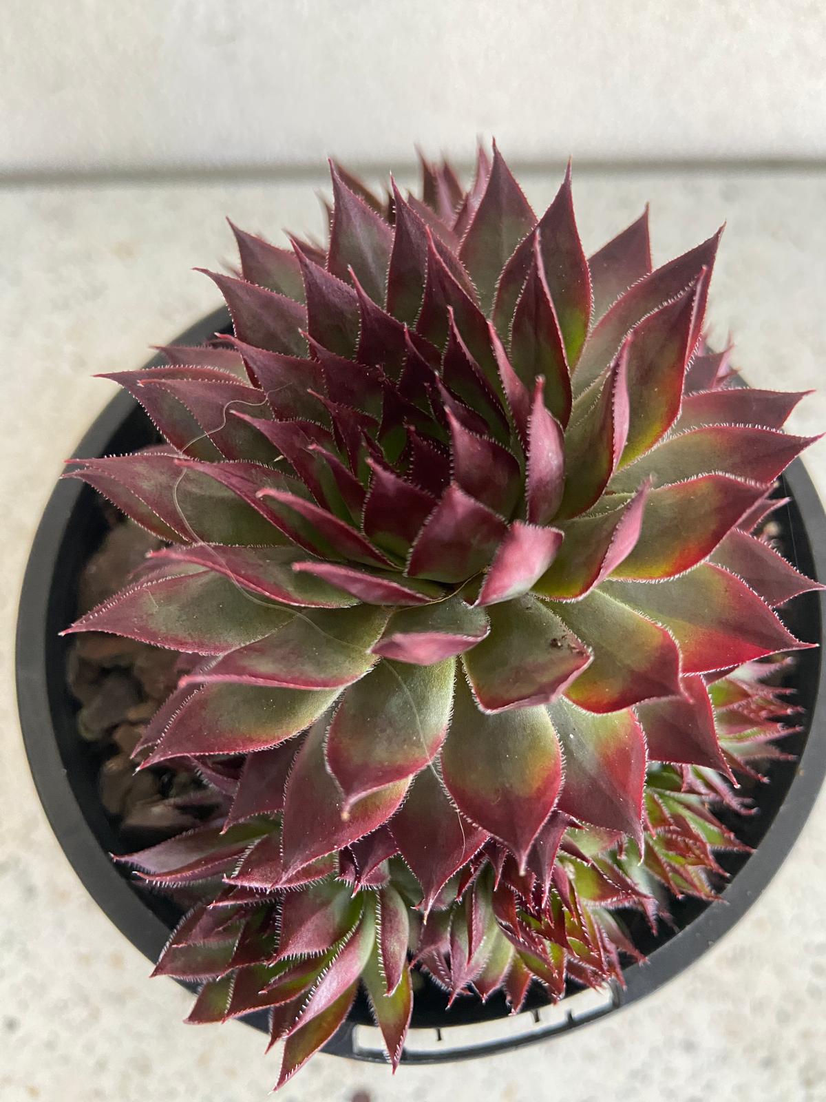 Little Ruby Hens and Chicks succulent rosettes