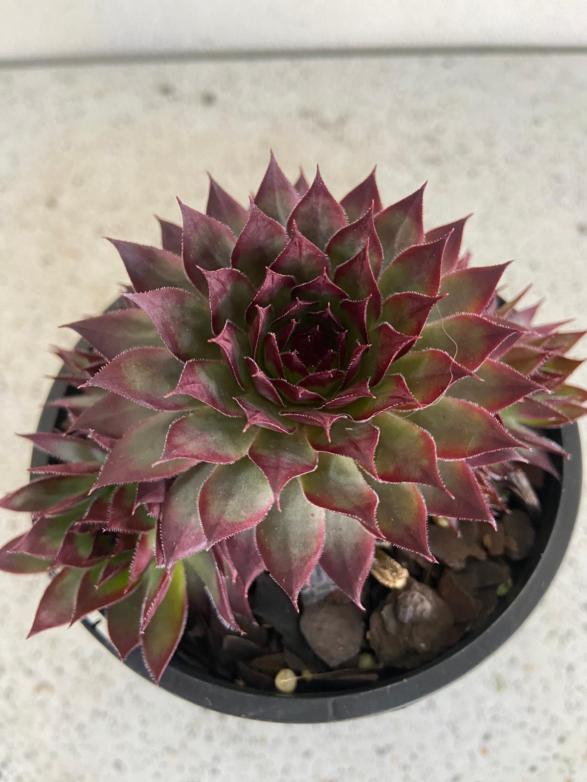 Sempervivum Little Ruby cluster of rosettes