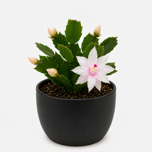 Zygo Cactus Livia - Flowering Indoor Plant Succulents World