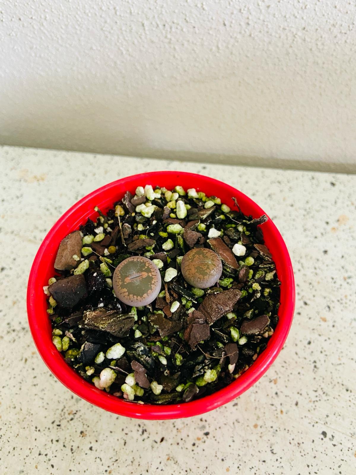 Living stone succulent plant