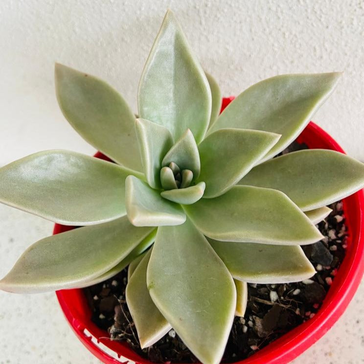 Large Graptoveria Luna rosette succulent in a container