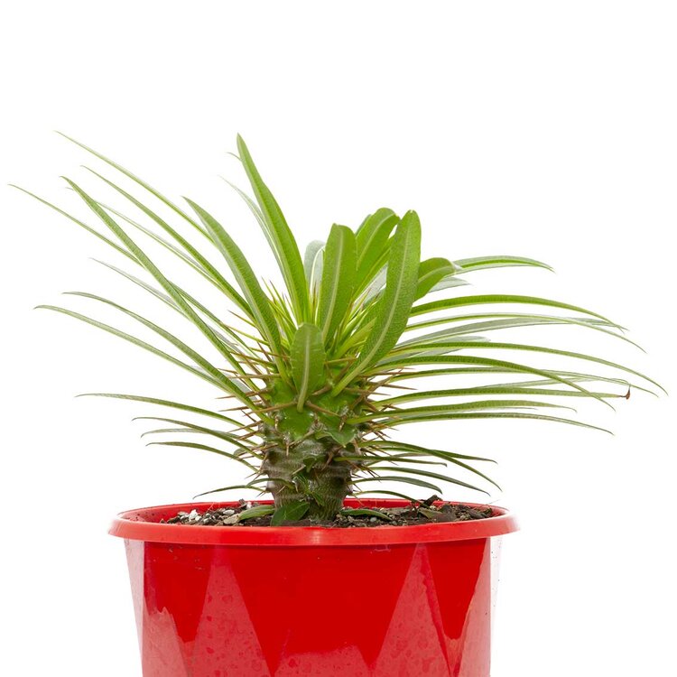 Madagascan Pachypodium fiherense succulent with sculptural growth