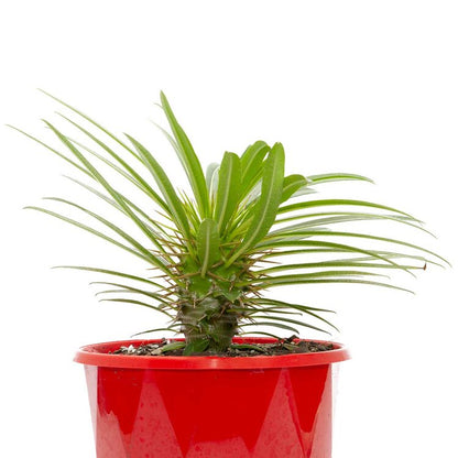 Madagascan Pachypodium fiherense succulent with sculptural growth