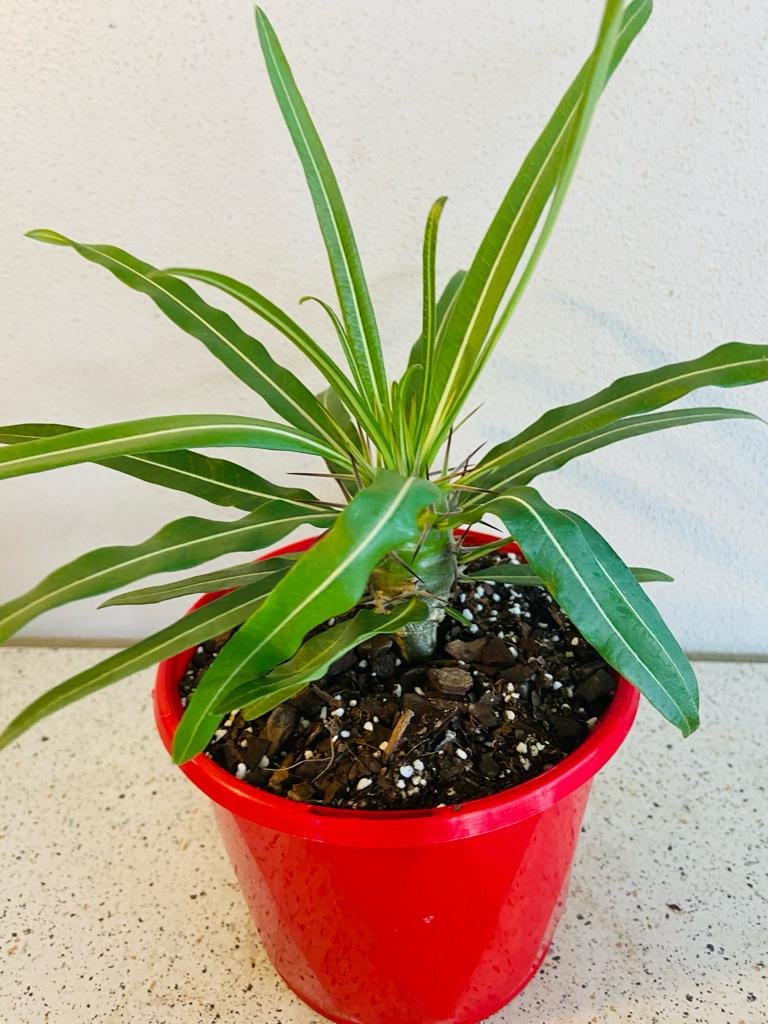 Madagascar Palm growing in a decorative nursery pot
