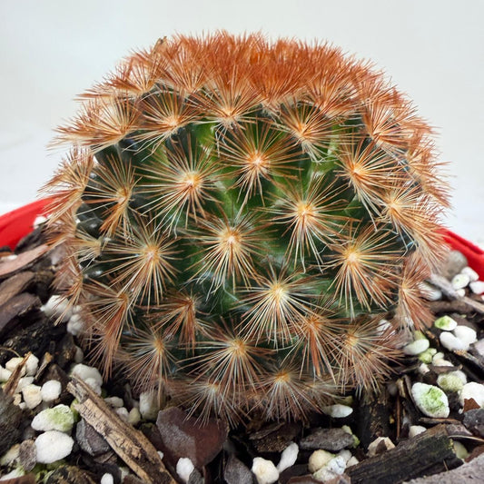 Mammillaria carmenae Pin Cushion Cactus with compact round shape and white spines