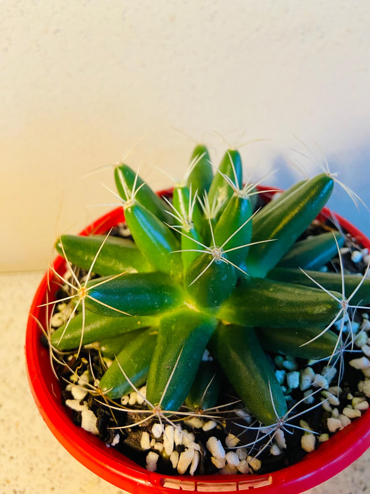  Mammillaria longimamma Finger Cactus in 130mm pot