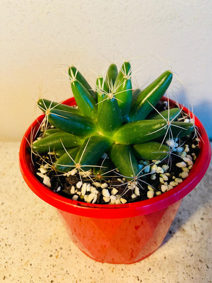 Mammillaria longimamma cactus with elongated tubercles