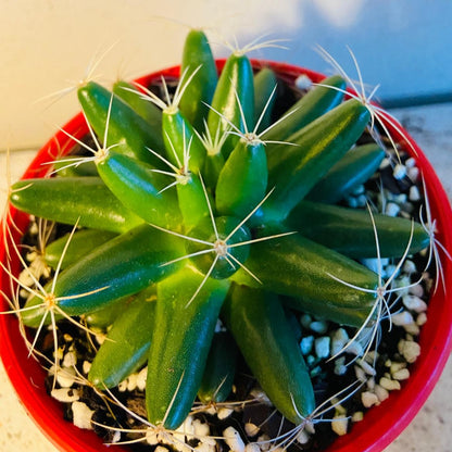 Mammillaria longimamma Finger Cactus