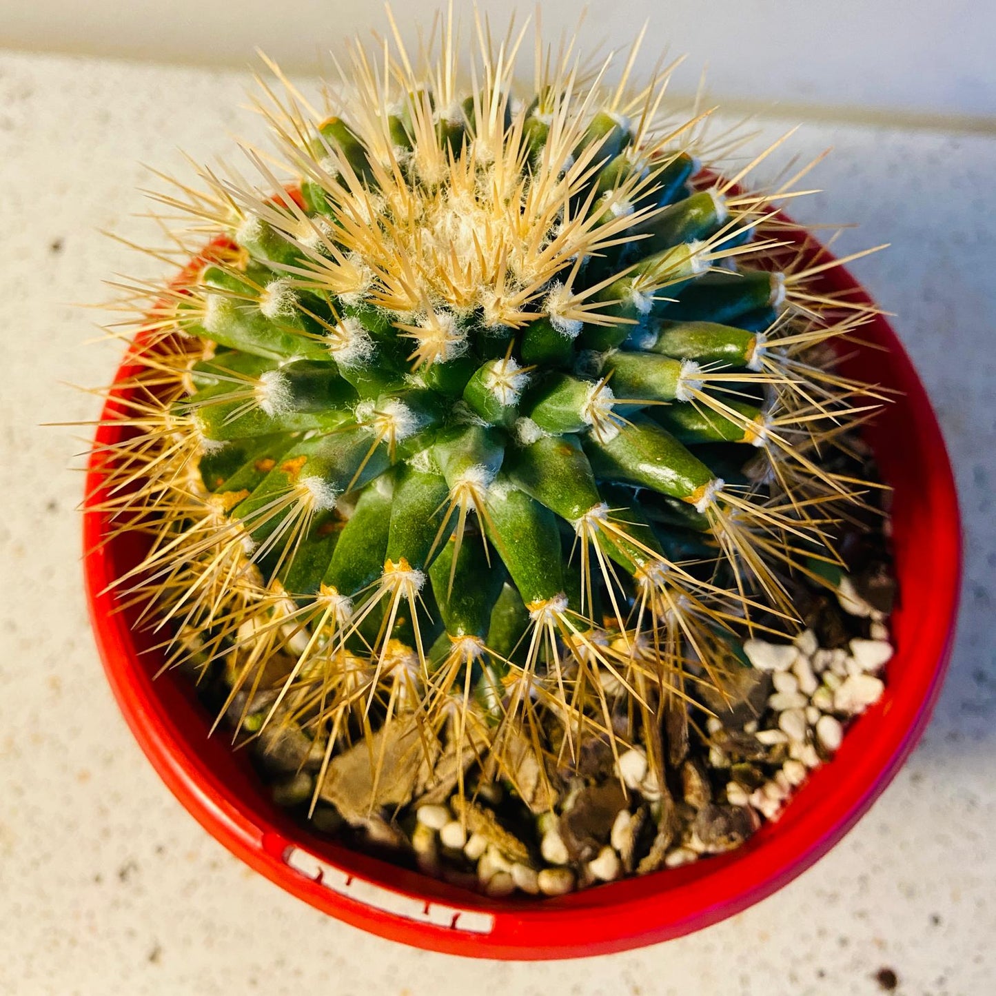 Mammillaria Nivosa cactus showing clustered round stem growth