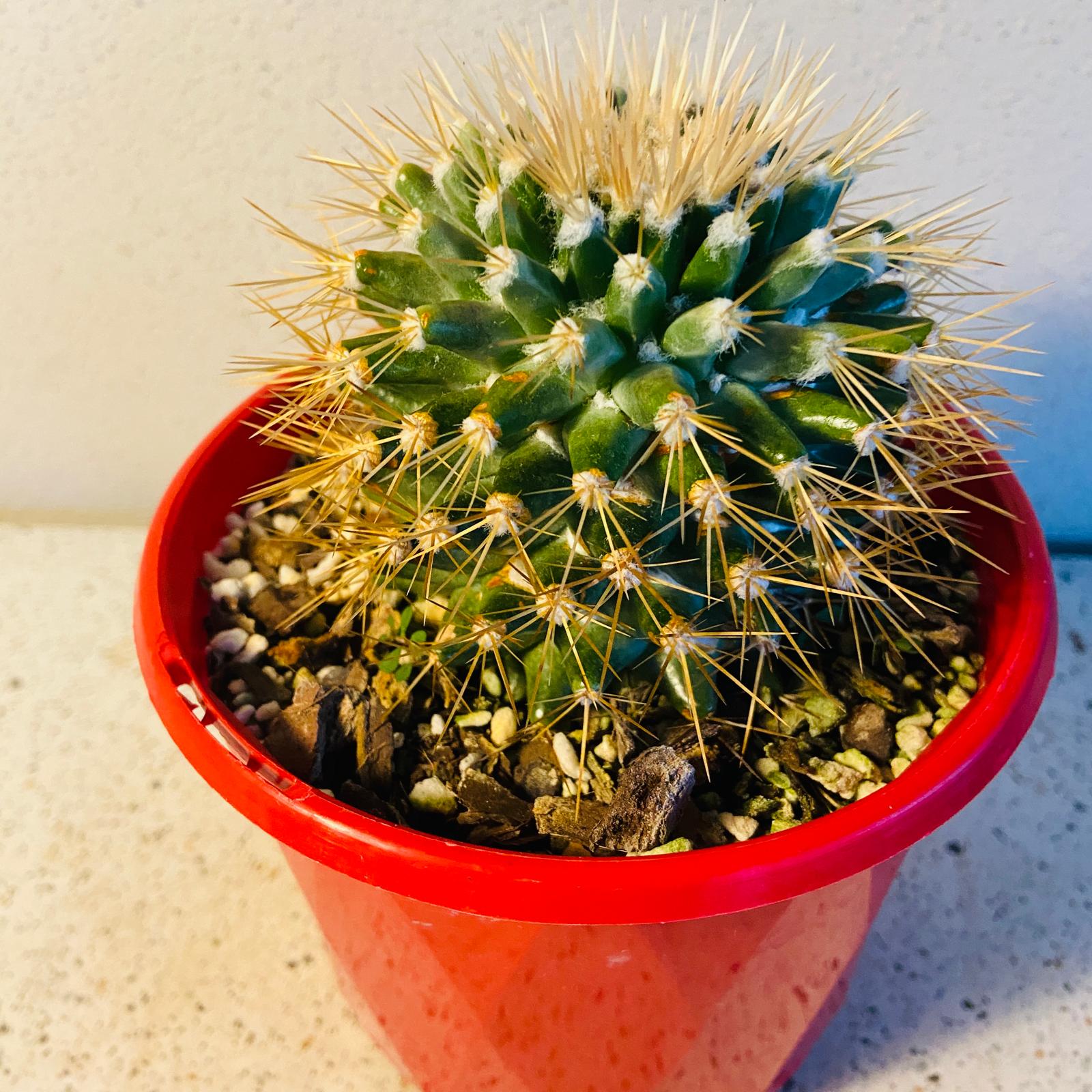 Mammillaria Nivosa Snowball Cactus with dense white spines