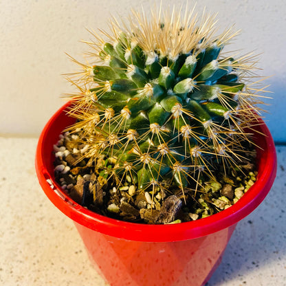 Mammillaria Nivosa Snowball Cactus with dense white spines