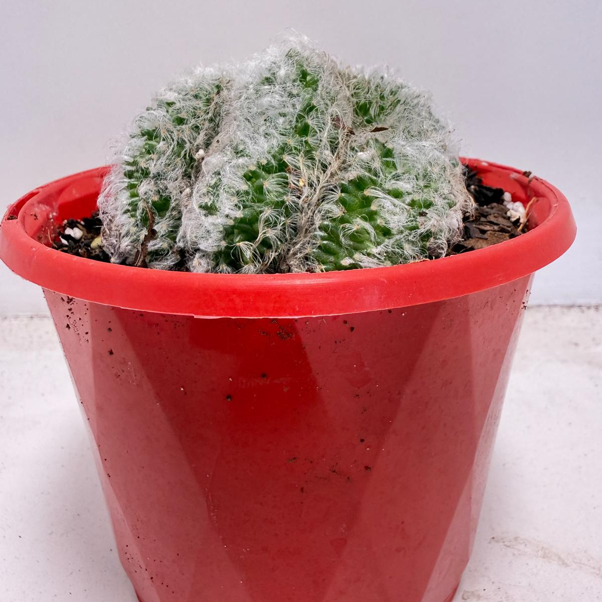 Mammillaria recteaculeata f. cristata – Unique Fan-Shaped Crested Cactus|130mm My Store