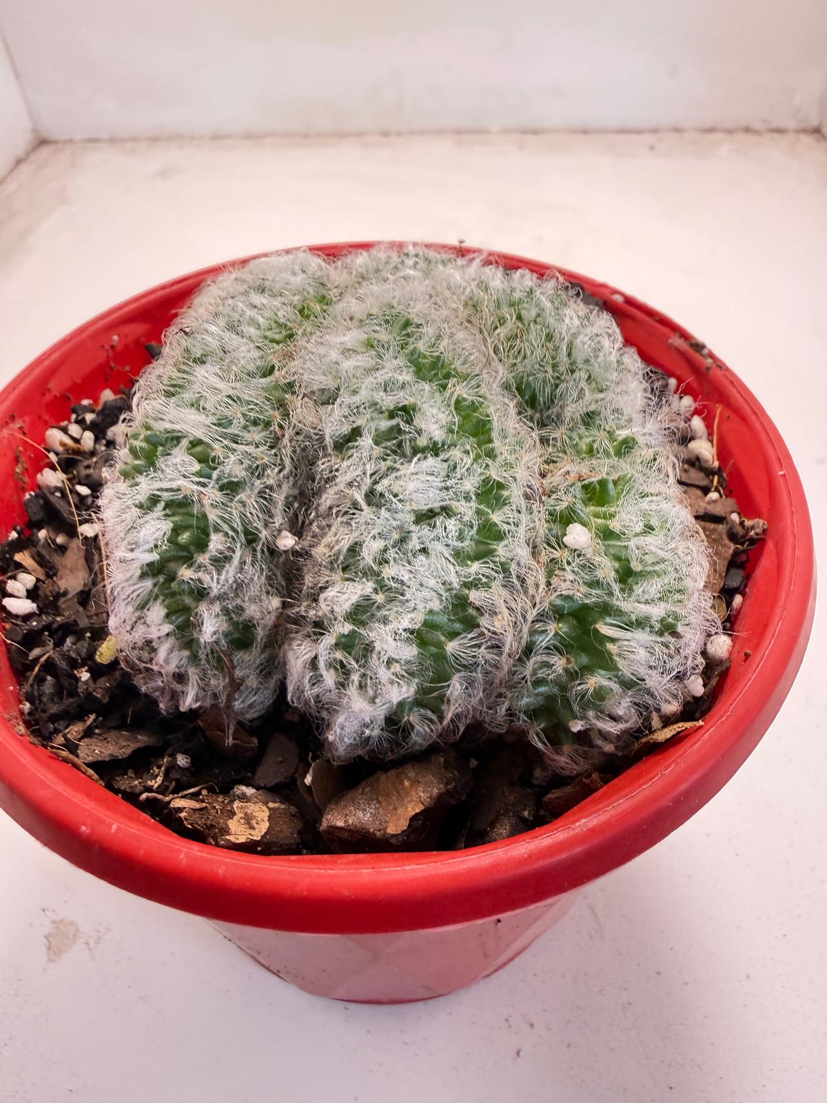 Mammillaria recteaculeata f. cristata – Unique Fan-Shaped Crested Cactus|130mm My Store