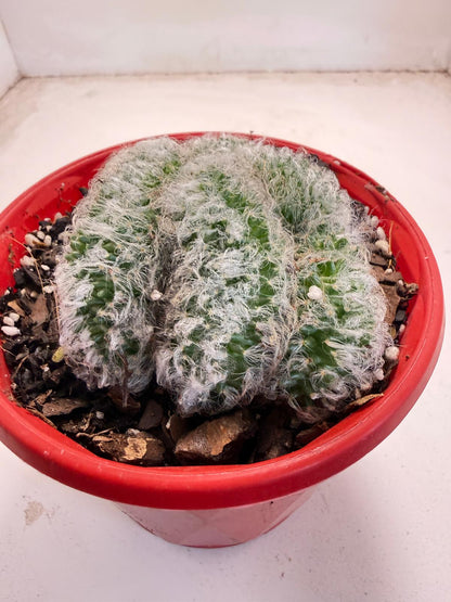 Mammillaria recteaculeata f. cristata – Unique Fan-Shaped Crested Cactus|130mm My Store