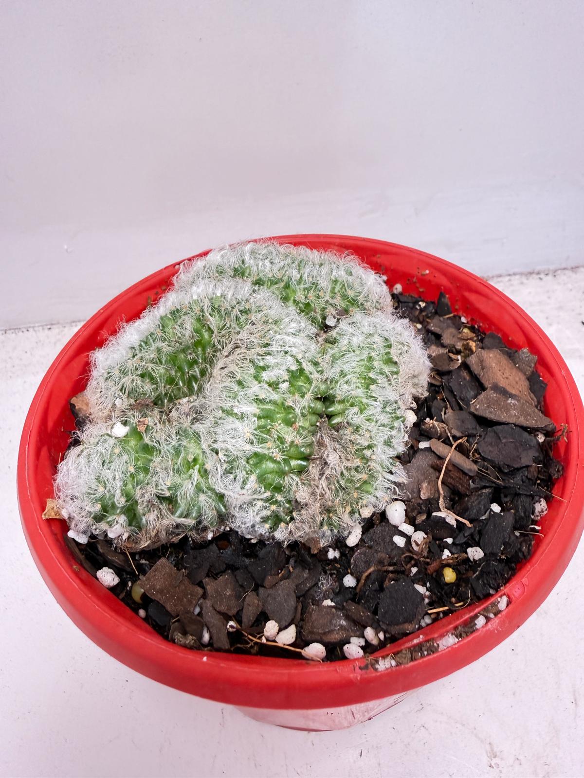 Rare Mammillaria recteaculeata f. cristata collector cactus
