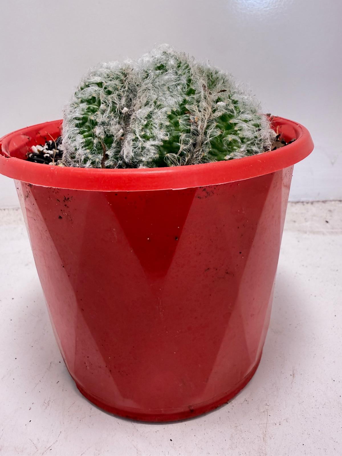 Mammillaria recteaculeata f. cristata – Unique Fan-Shaped Crested Cactus | 130mm