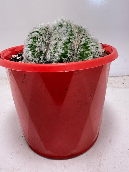 Mammillaria recteaculeata f. cristata – Unique Fan-Shaped Crested Cactus | 130mm