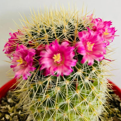 Mammillaria spinosissima with pink flowers around the top of the cactus
