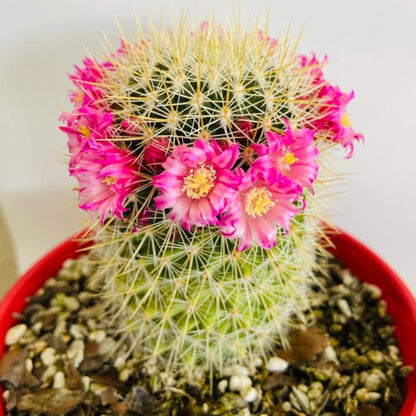 Mammillaria spinosissima Red-Headed Irishman Cactus with colourful spines