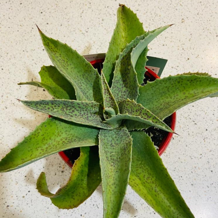 Mangave Falling Waters feature plant