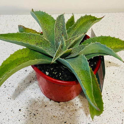 Mangave Falling Waters succulent