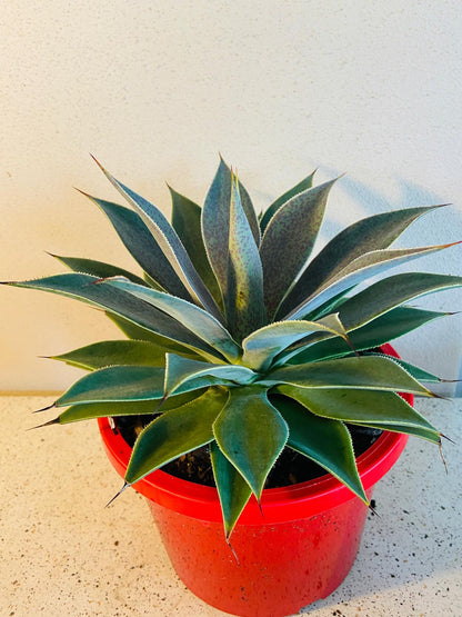Mangave ‘Lavender Lady’ purple foliage