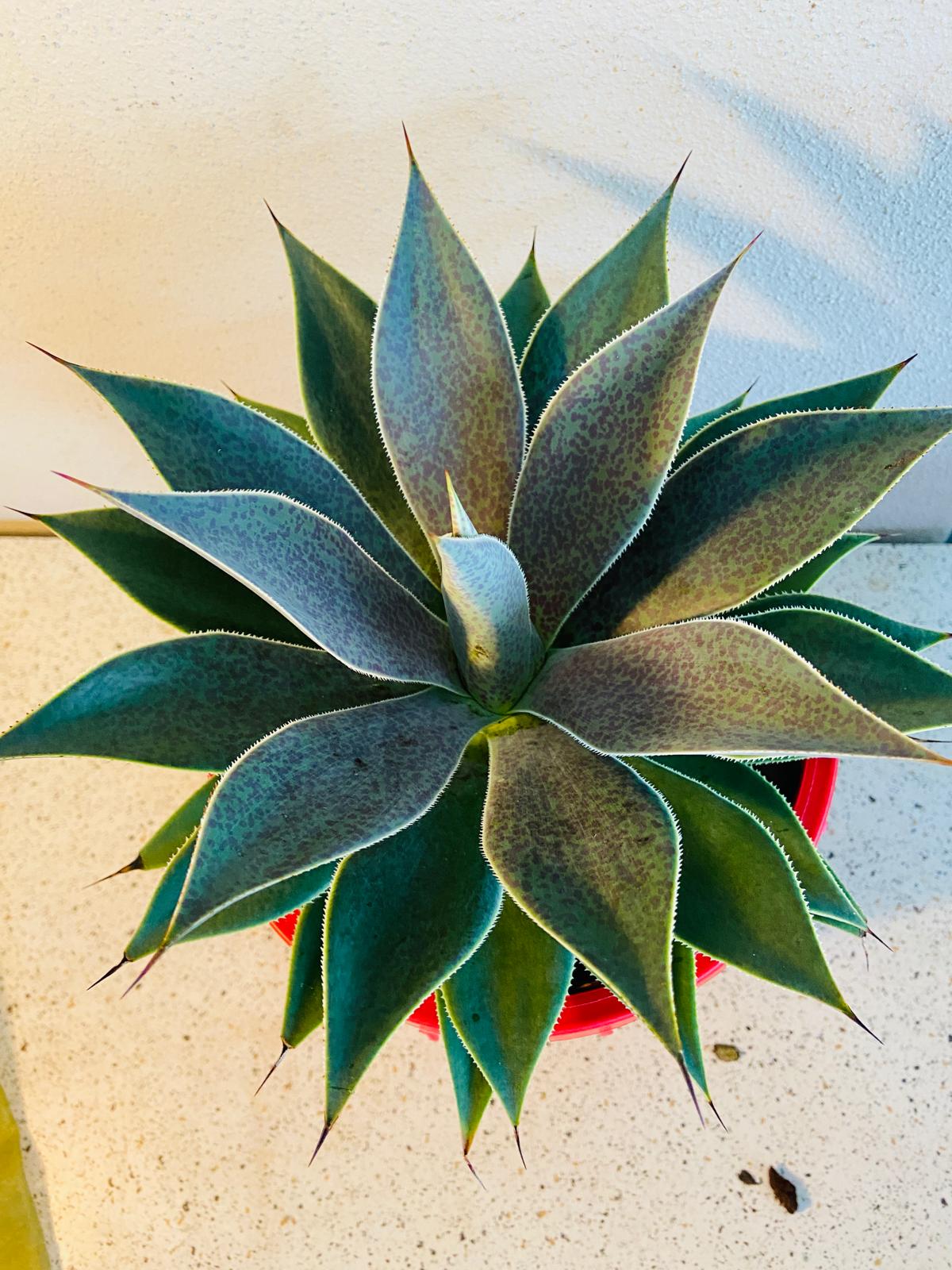 Mangave ‘Lavender Lady’ hybrid succulent