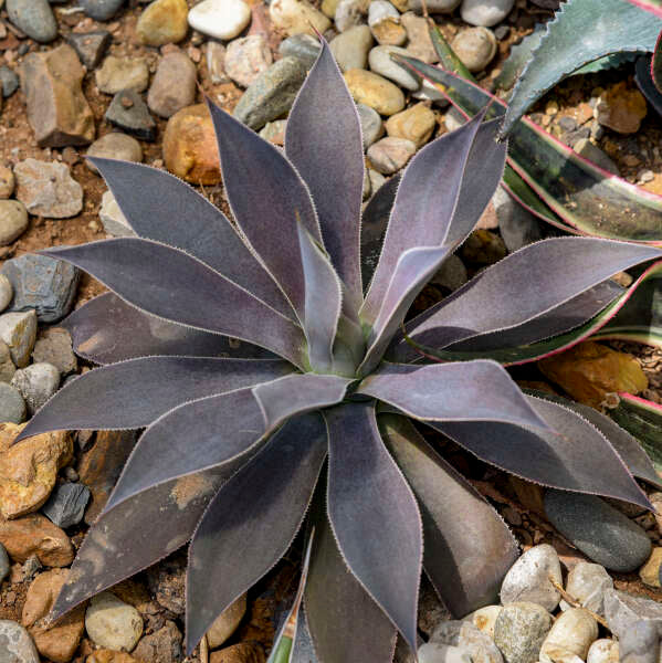 Mangave ‘Lavender Lady’ succulent