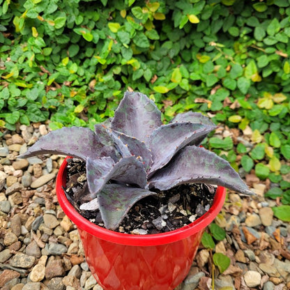 Mangave Night Owl Agave and Manfreda hybrid succulent with curved leaves