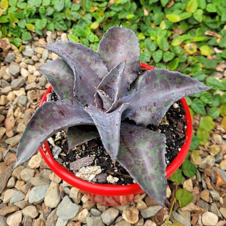 Mangave Night Owl succulent showing dark foliage and symmetrical rosette shape