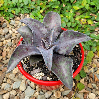 Mangave Night Owl succulent showing dark foliage and symmetrical rosette shape