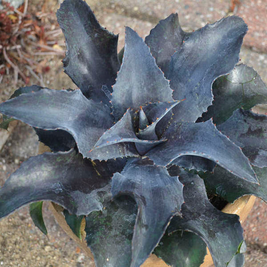Mangave Night Owl hybrid succulent plant with dark green rosette leaves