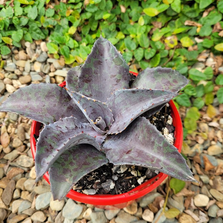 Mangave Night Owl succulent growing in a 130mm nursery pot