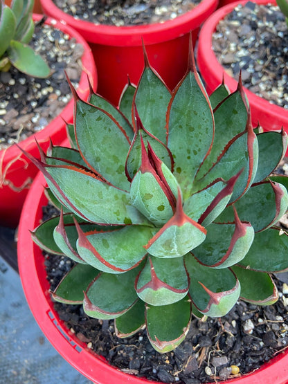 Mangave ‘Praying Hands’ plant