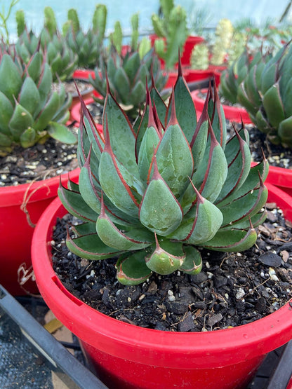 Mangave ‘Praying Hands’ upright leaves
