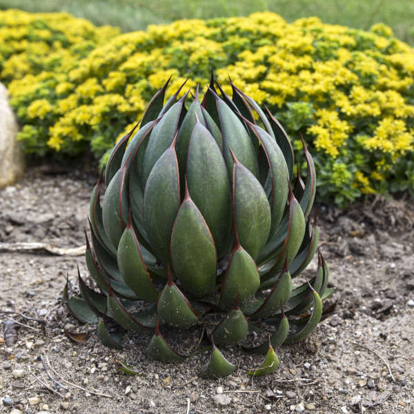 Mangave ‘Praying Hands’ succulent