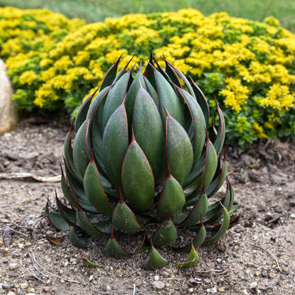 Mangave ‘Praying Hands’ succulent