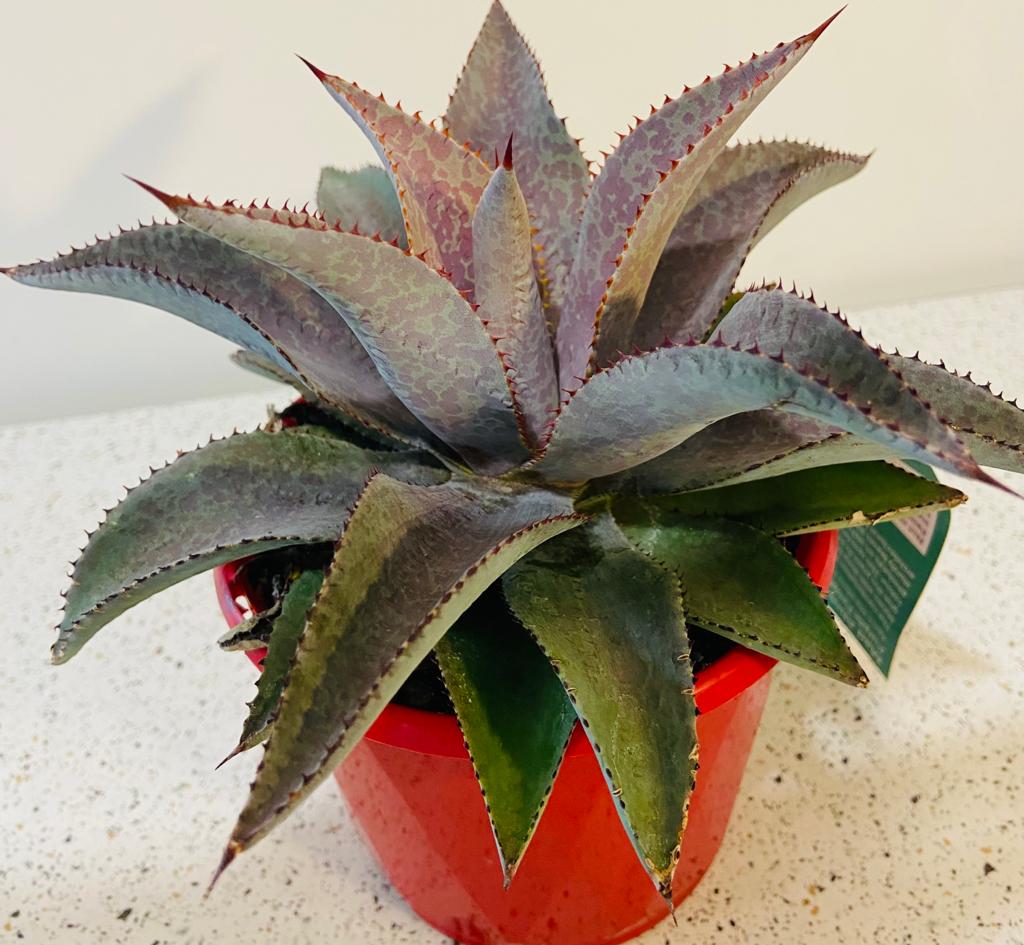 Mangave Purple People Eater in 130mm pot