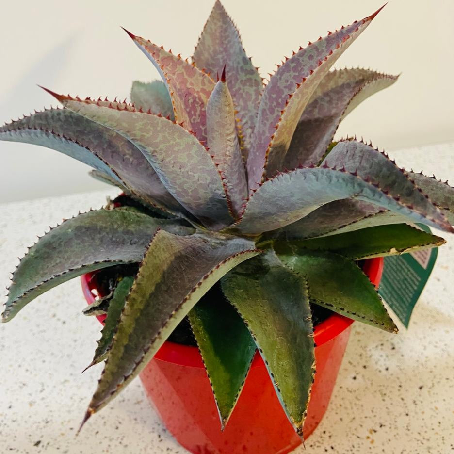 Purple People Eater Mangave with dark foliage
