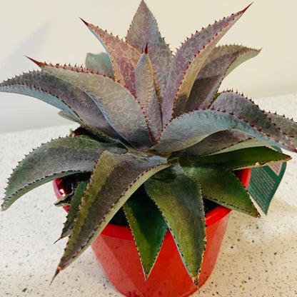 Purple People Eater Mangave with dark foliage