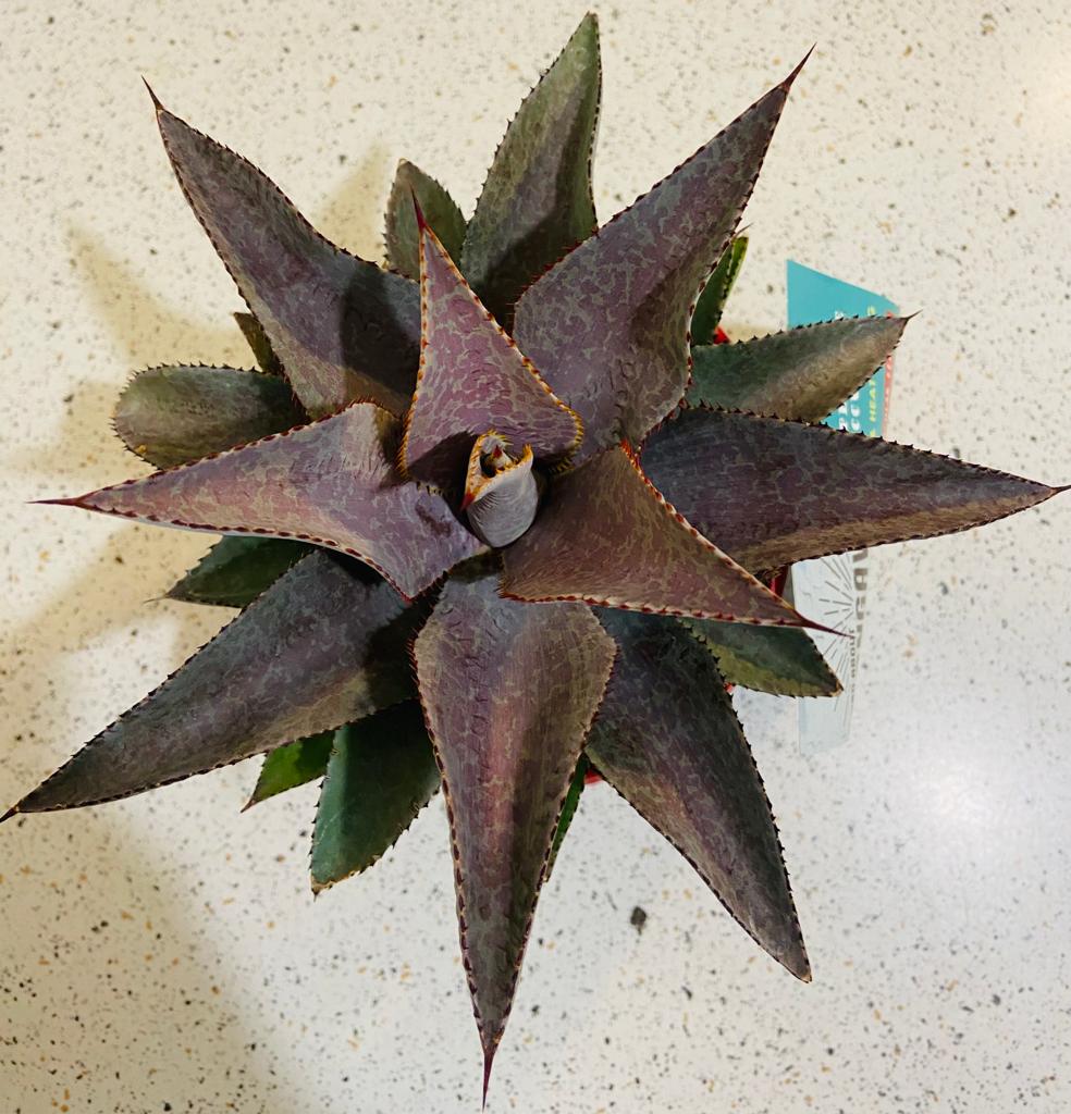 Mangave Purple People Eater rosette