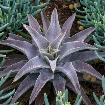 Mangave Purple People Eater succulent