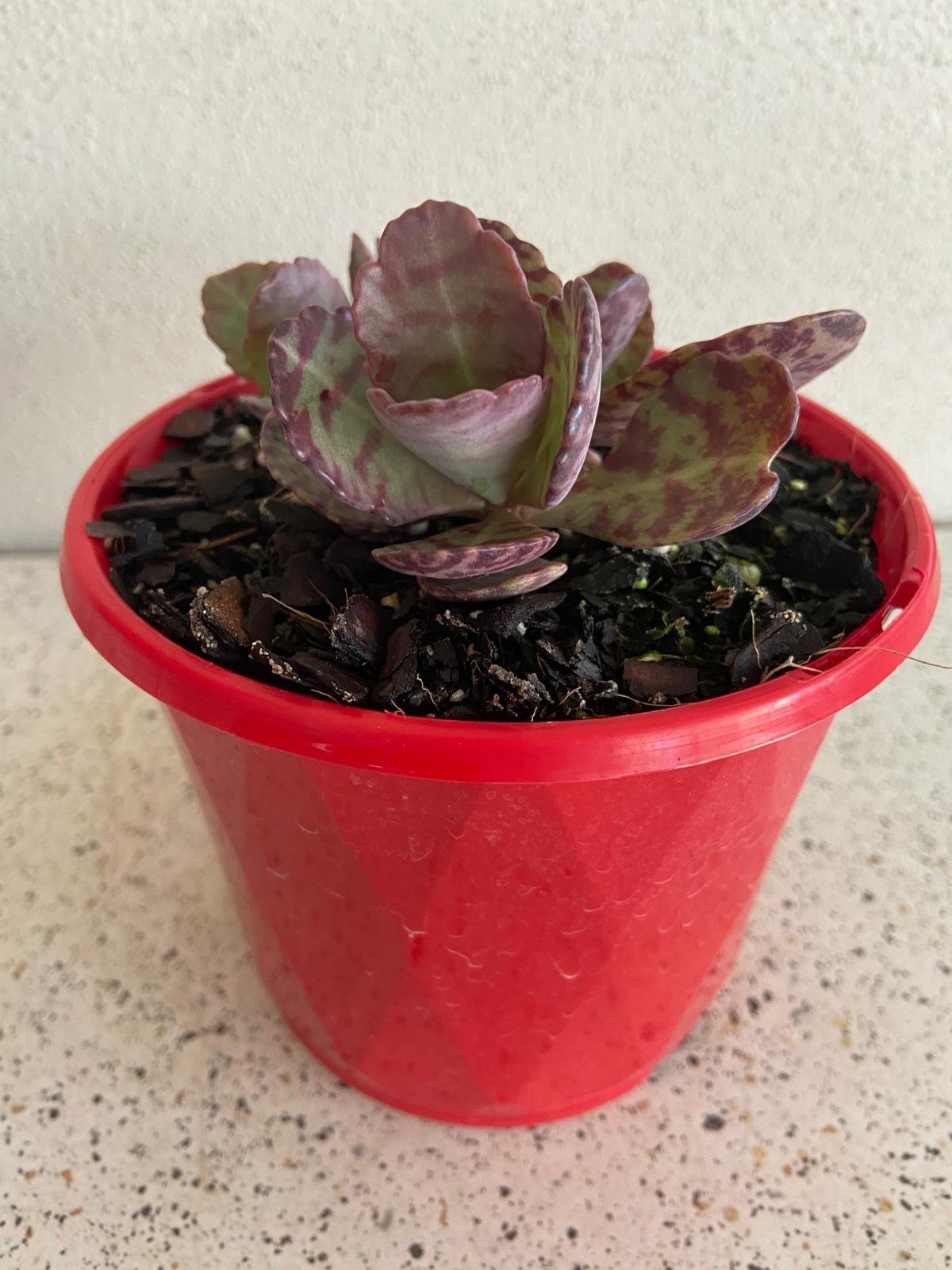 Succulent leaves showing natural purple and maroon markings