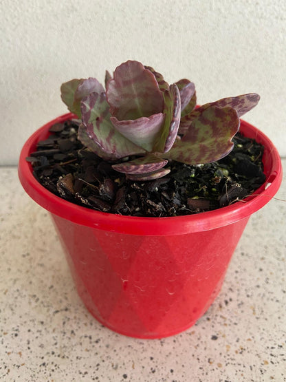 Succulent leaves showing natural purple and maroon markings