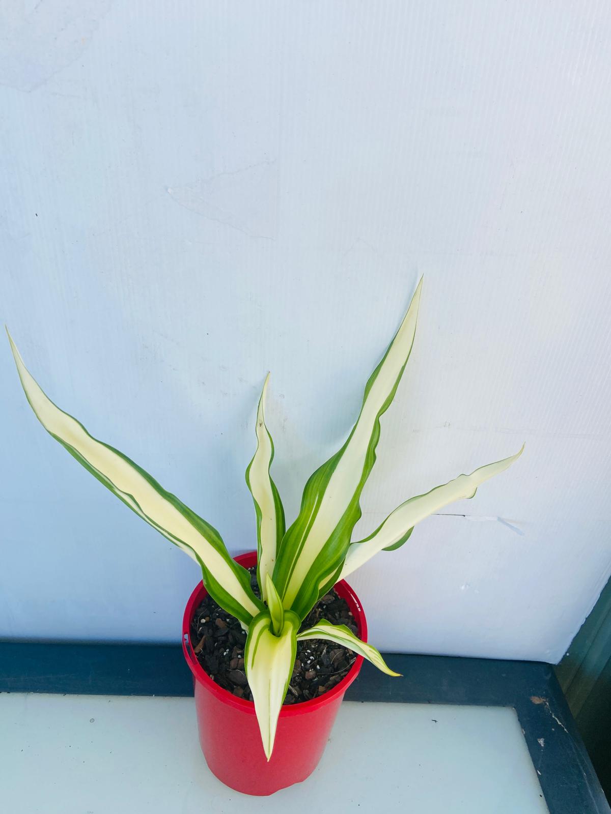 Furcraea Variegata 'Mauritius Hemp' displaying symmetrical rosette growth and colourful variegation.