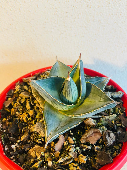 Mexican Agave pumila with decorative geometric leaf markings